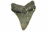 Fossil Megalodon Tooth - North Carolina #328827-1